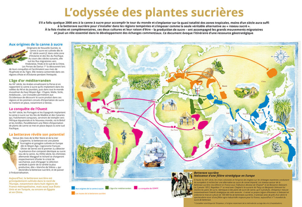 L’histoire du sucre – chronologie | Sciences humaines