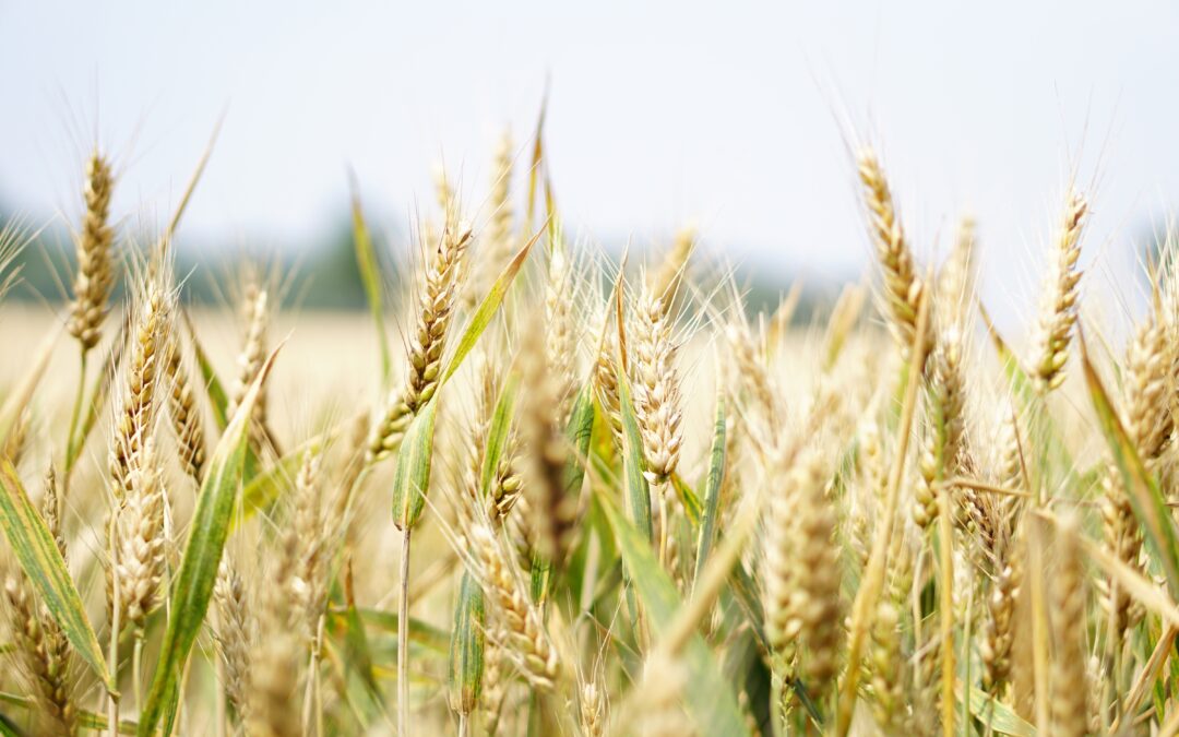 Le conflit ukrainien sous l’angle du blé