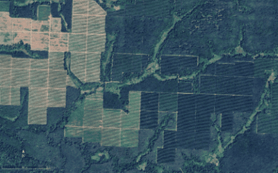 Il était une fois la déforestation